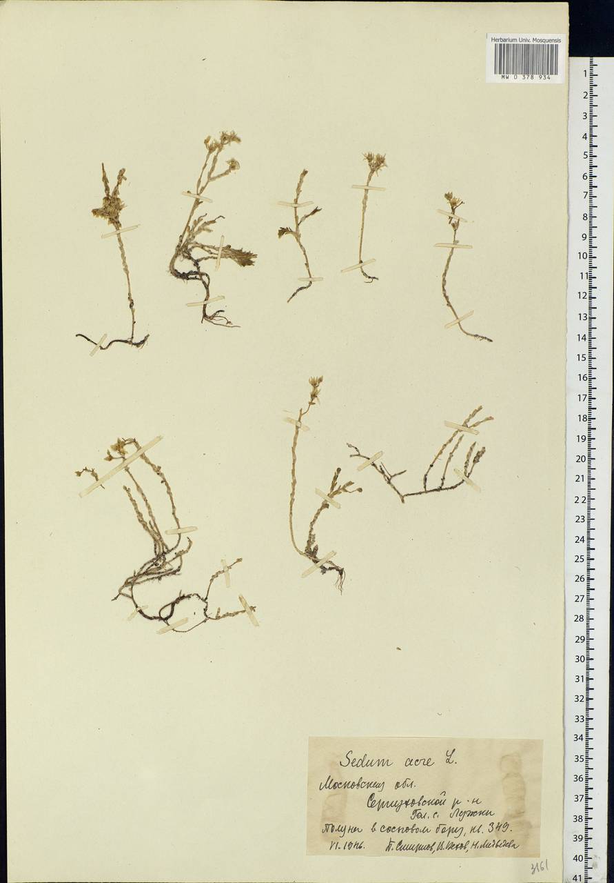 Sedum acre L., Eastern Europe, Moscow region (E4a) (Russia)