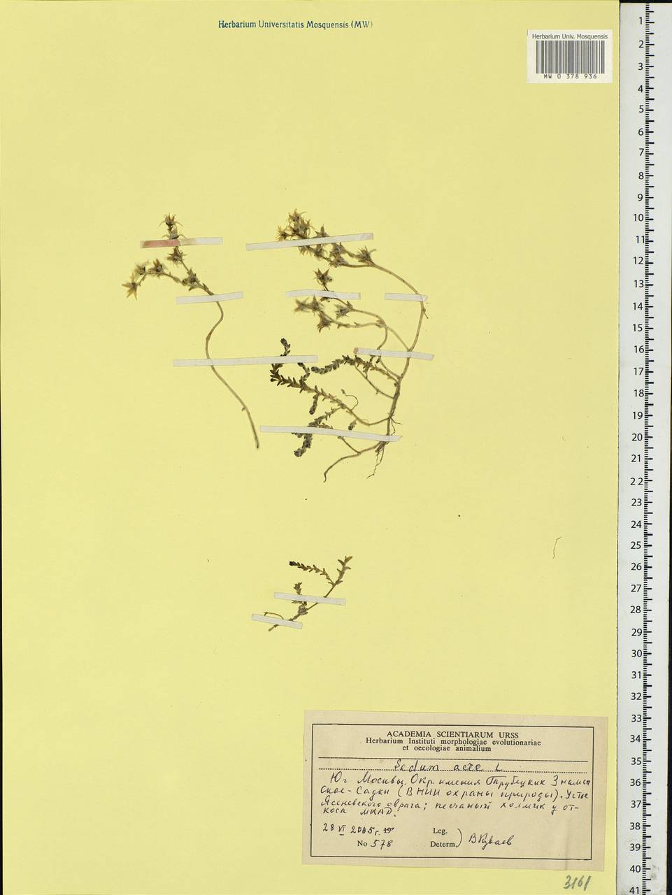 Sedum acre L., Eastern Europe, Moscow region (E4a) (Russia)