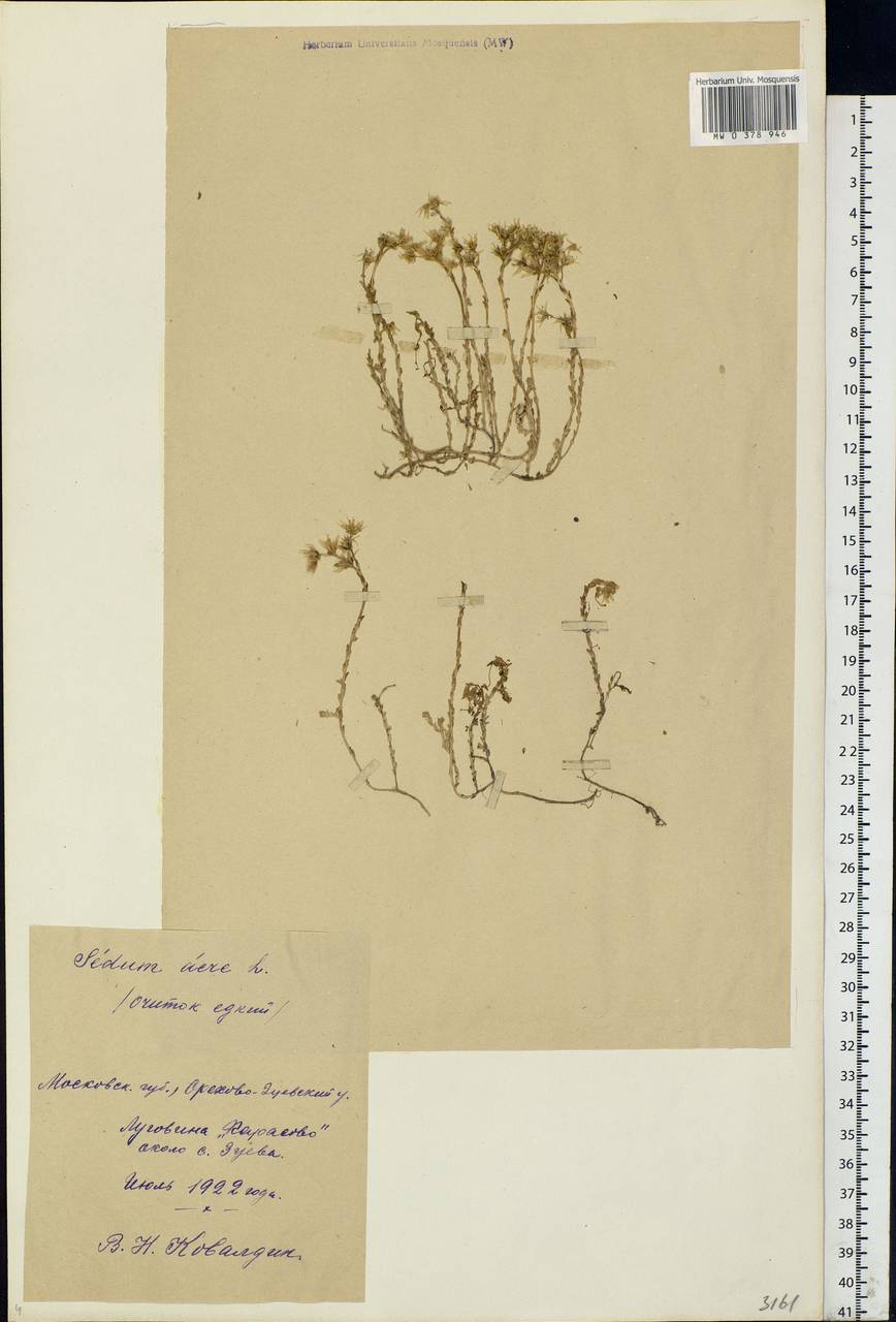 Sedum acre L., Eastern Europe, Moscow region (E4a) (Russia)