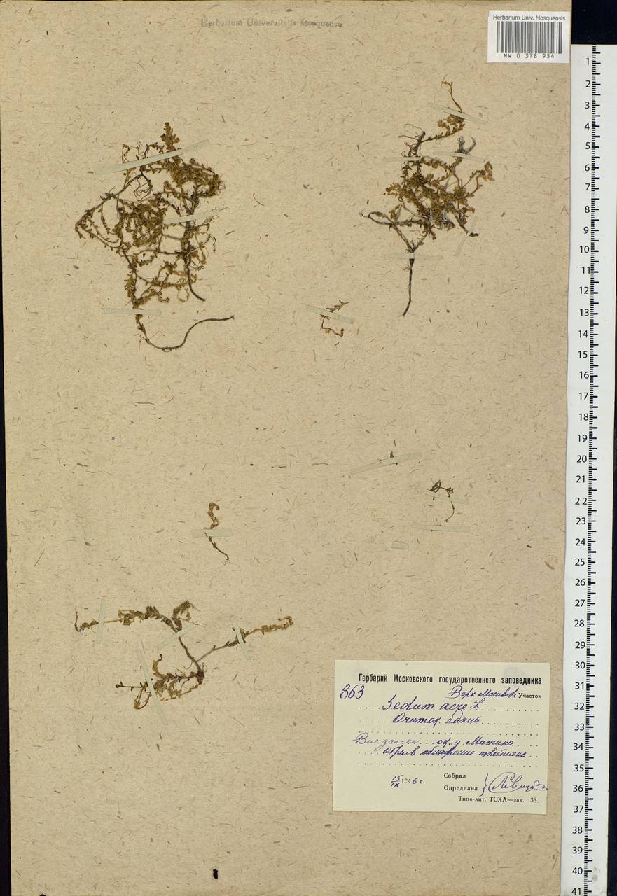 Sedum acre L., Eastern Europe, Moscow region (E4a) (Russia)