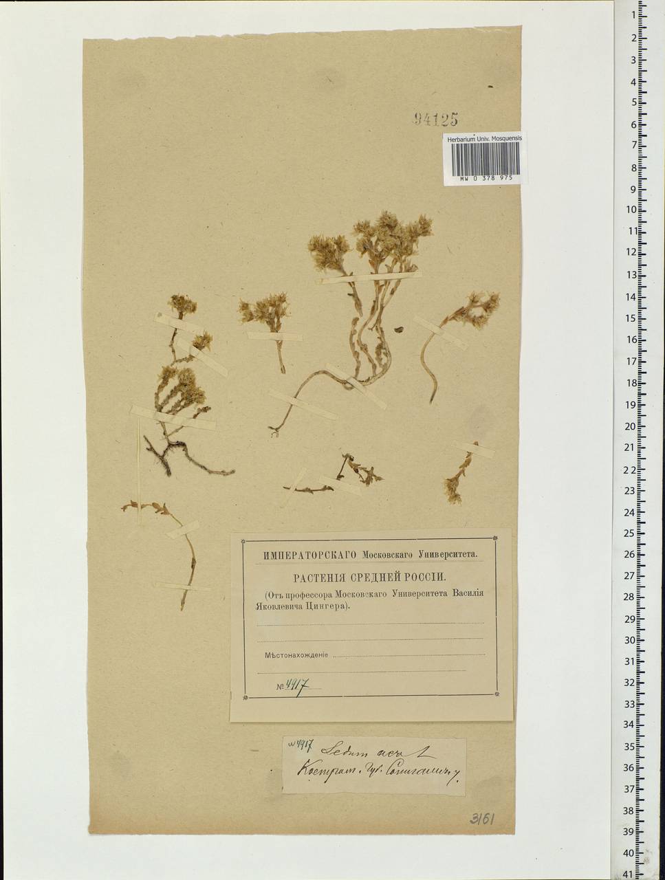 Sedum acre L., Eastern Europe, Central forest region (E5) (Russia)