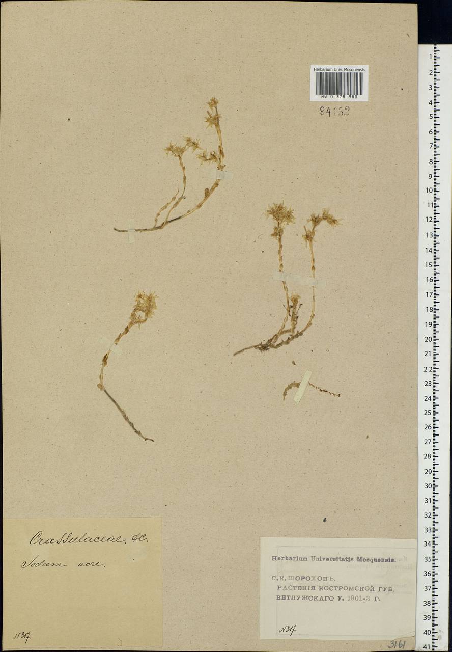 Sedum acre L., Eastern Europe, Volga-Kama region (E7) (Russia)