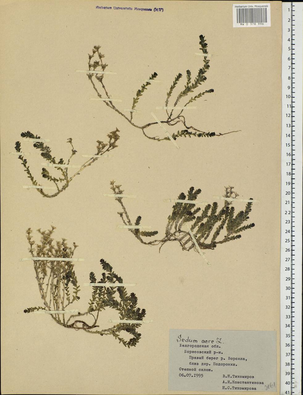 Sedum acre L., Eastern Europe, Central forest-and-steppe region (E6) (Russia)