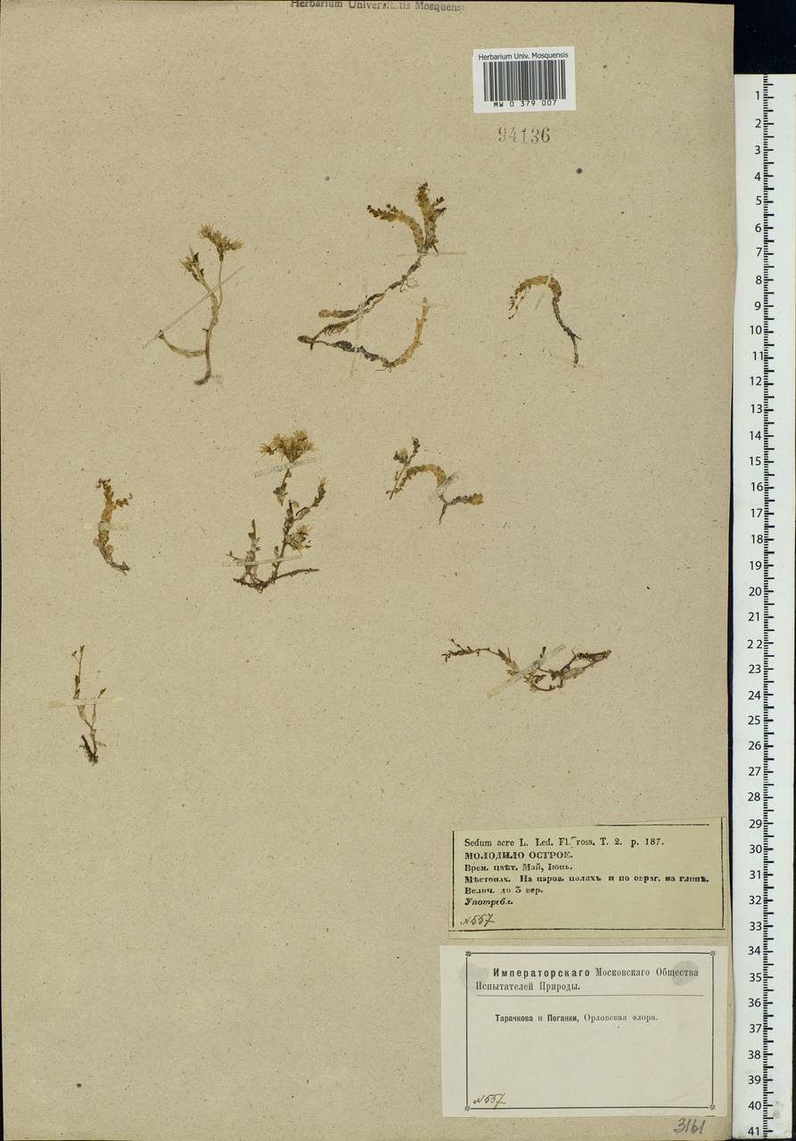 Sedum acre L., Eastern Europe, Central forest-and-steppe region (E6) (Russia)