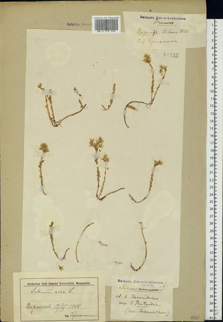 Sedum acre L., Eastern Europe, Central forest-and-steppe region (E6) (Russia)