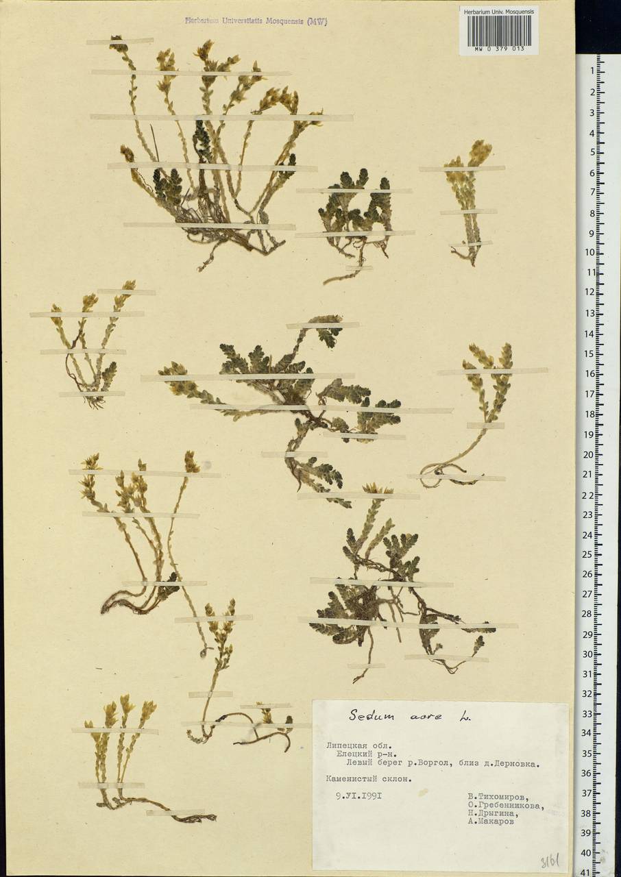 Sedum acre L., Eastern Europe, Central forest-and-steppe region (E6) (Russia)