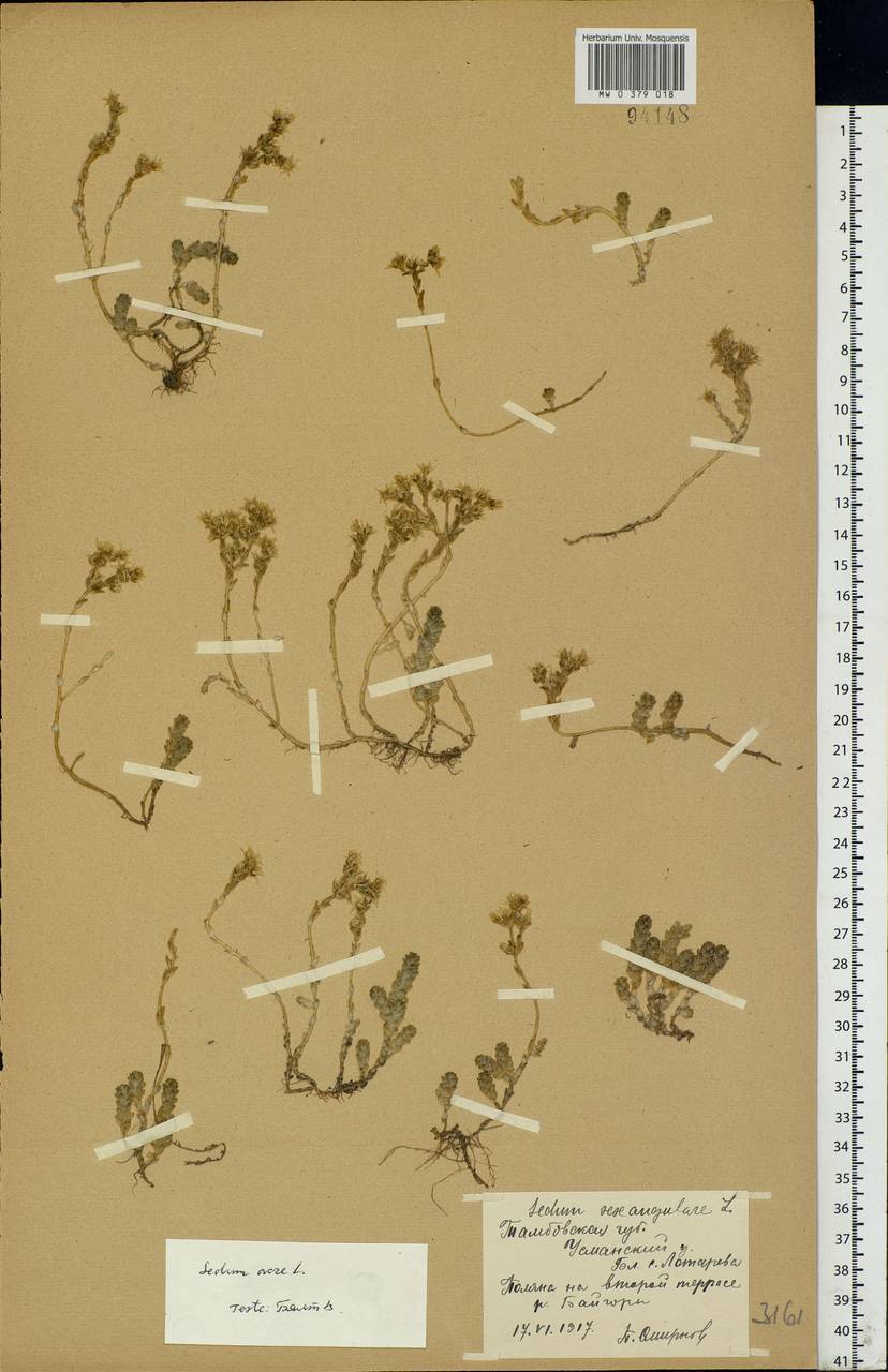 Sedum acre L., Eastern Europe, Central forest-and-steppe region (E6) (Russia)