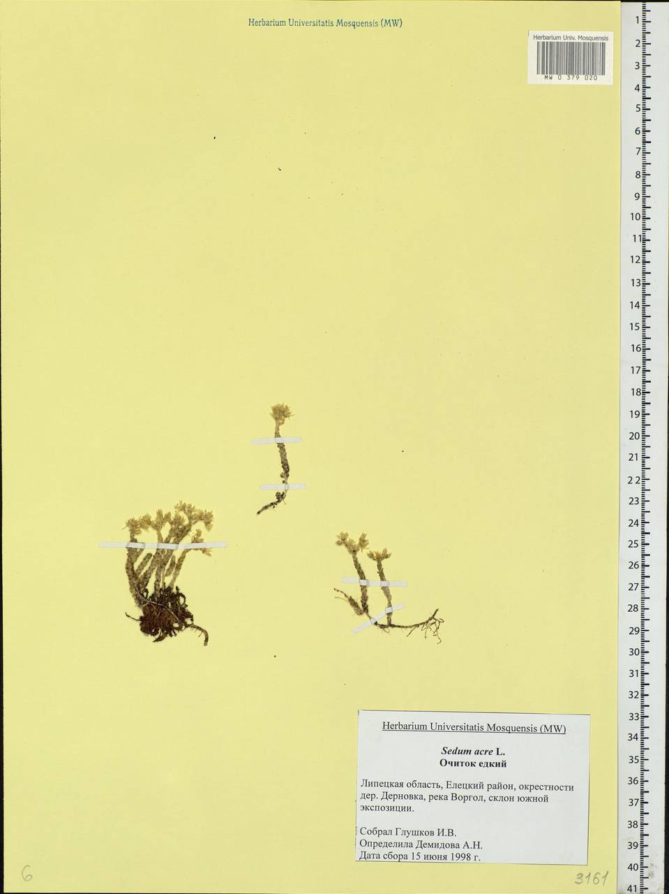 Sedum acre L., Eastern Europe, Central forest-and-steppe region (E6) (Russia)