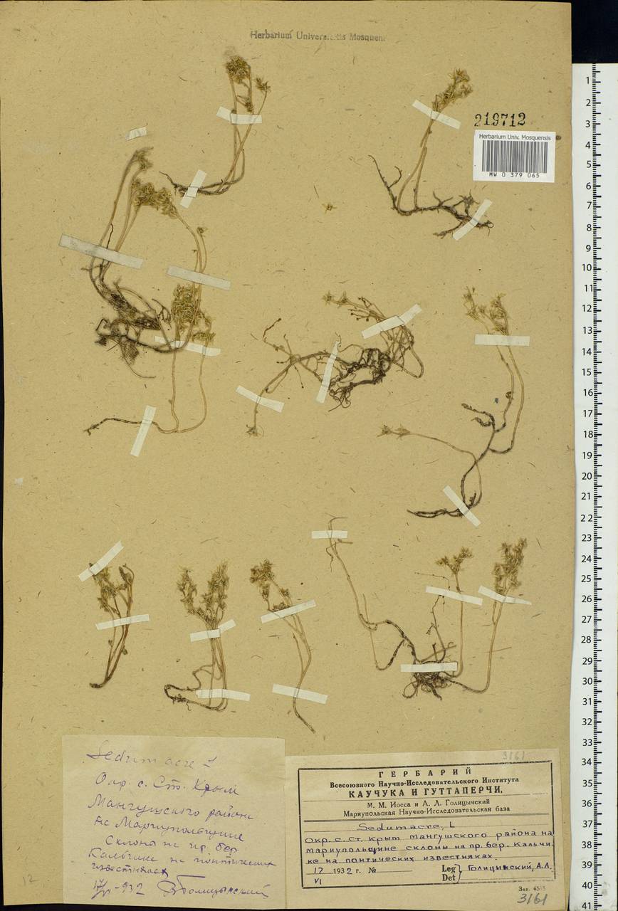 Sedum acre L., Eastern Europe, South Ukrainian region (E12) (Ukraine)