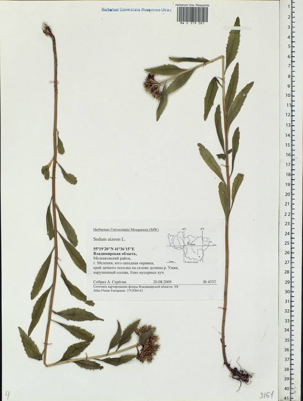 Phedimus aizoon (L.) 't Hart, Eastern Europe, Central region (E4) (Russia)