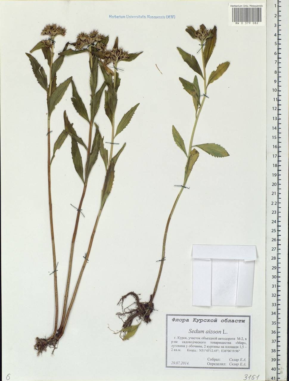 Phedimus aizoon (L.) 't Hart, Eastern Europe, Central forest-and-steppe region (E6) (Russia)