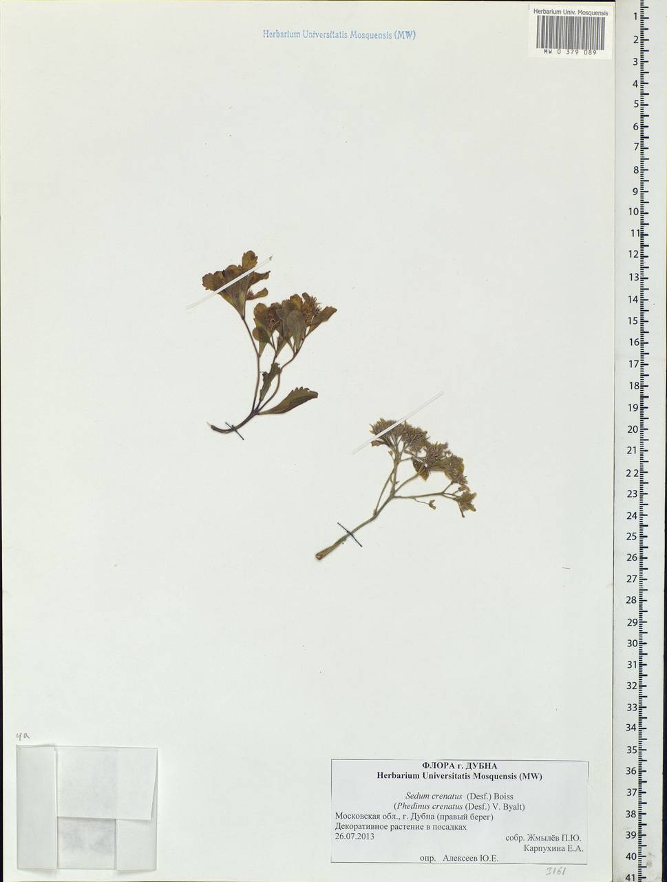 Phedimus spurius subsp. spurius, Eastern Europe, Moscow region (E4a) (Russia)