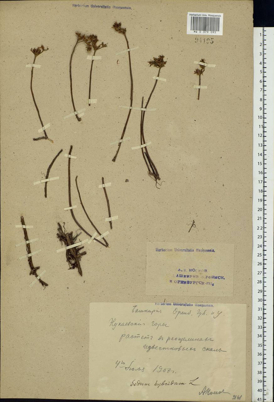 Phedimus hybridus (L.) 't Hart, Eastern Europe, Eastern region (E10) (Russia)