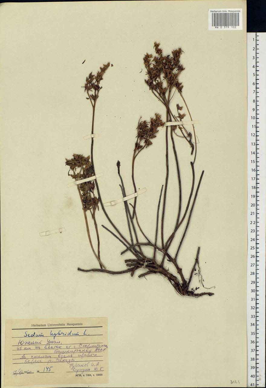 Phedimus hybridus (L.) 't Hart, Eastern Europe, Eastern region (E10) (Russia)