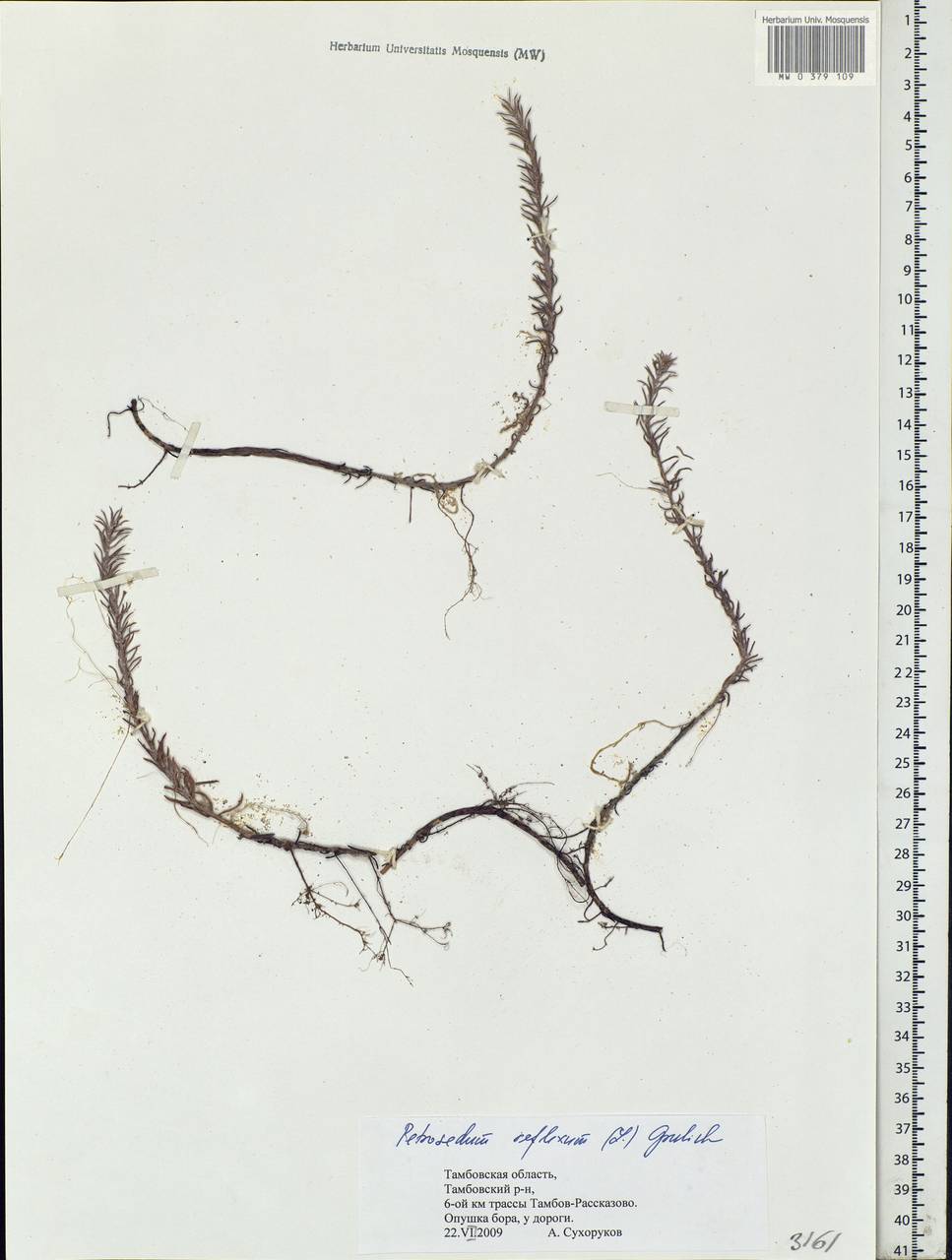 Petrosedum rupestre subsp. rupestre, Eastern Europe, Central forest-and-steppe region (E6) (Russia)