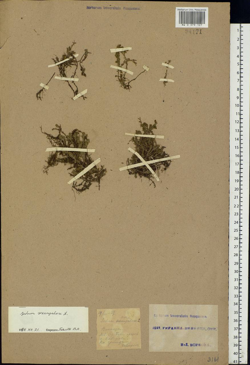 Sedum sexangulare L., Eastern Europe, South Ukrainian region (E12) (Ukraine)