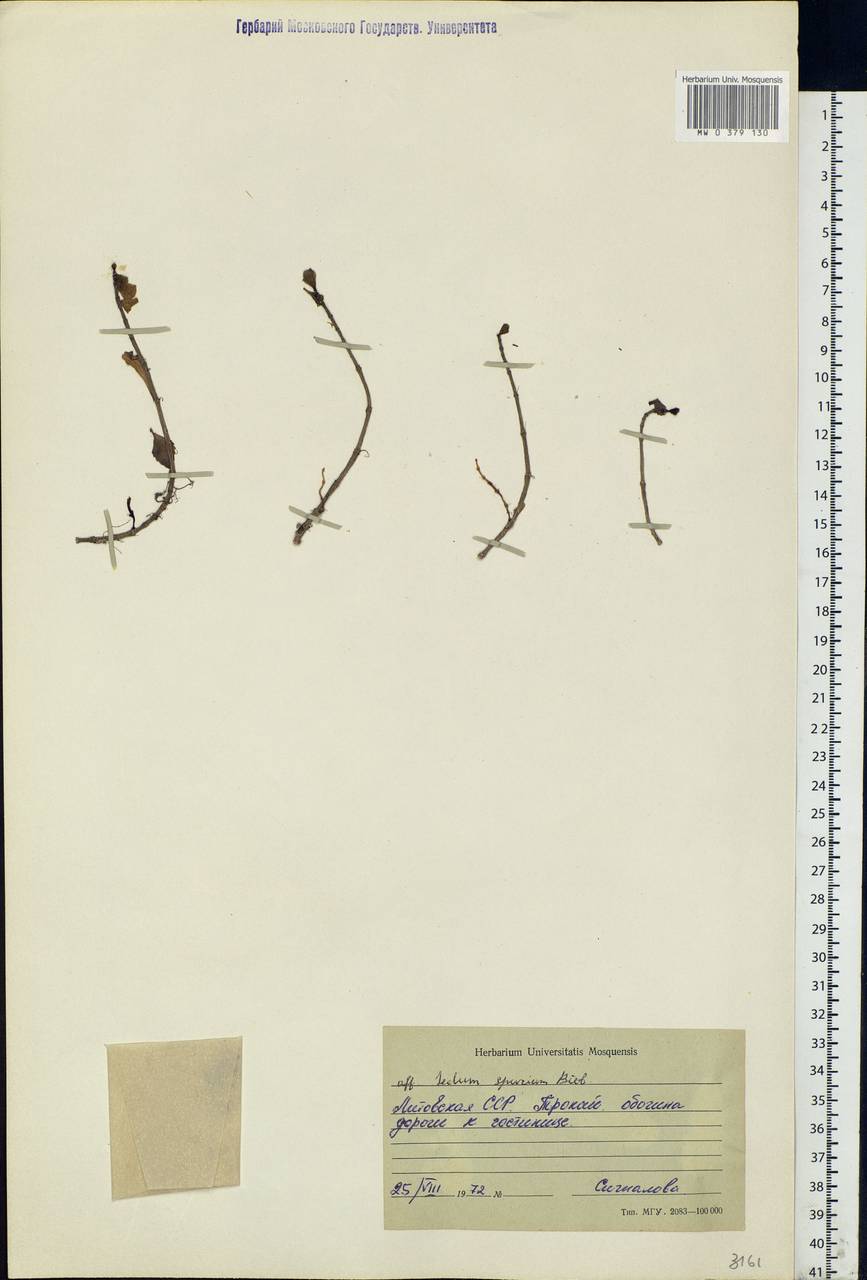 Phedimus spurius subsp. spurius, Eastern Europe, Lithuania (E2a) (Lithuania)