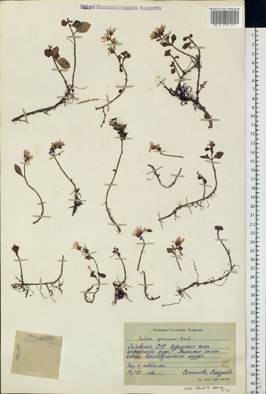 Phedimus spurius subsp. spurius, Eastern Europe, Lithuania (E2a) (Lithuania)