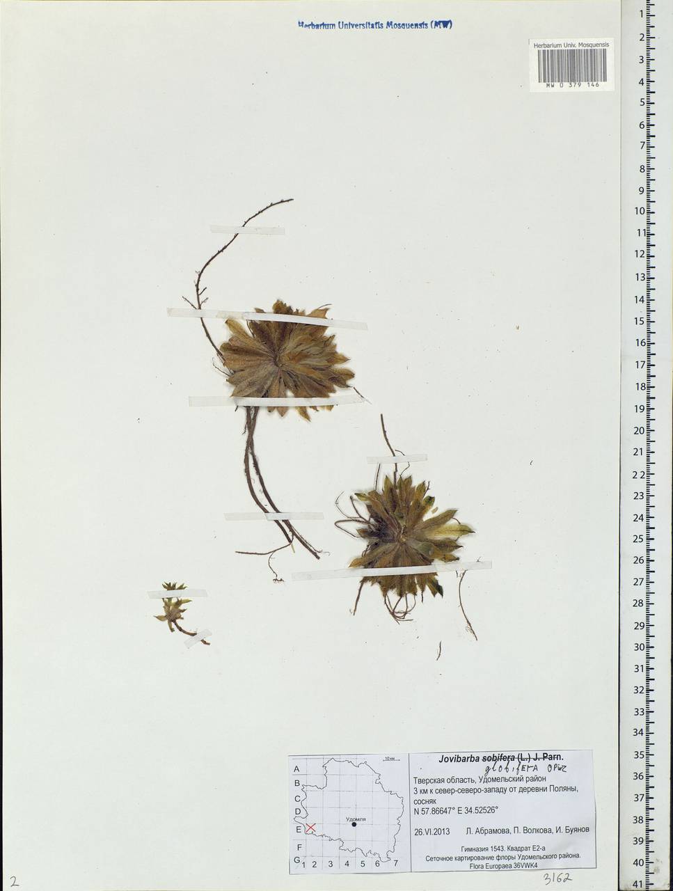 Sempervivum globiferum subsp. globiferum, Eastern Europe, North-Western region (E2) (Russia)