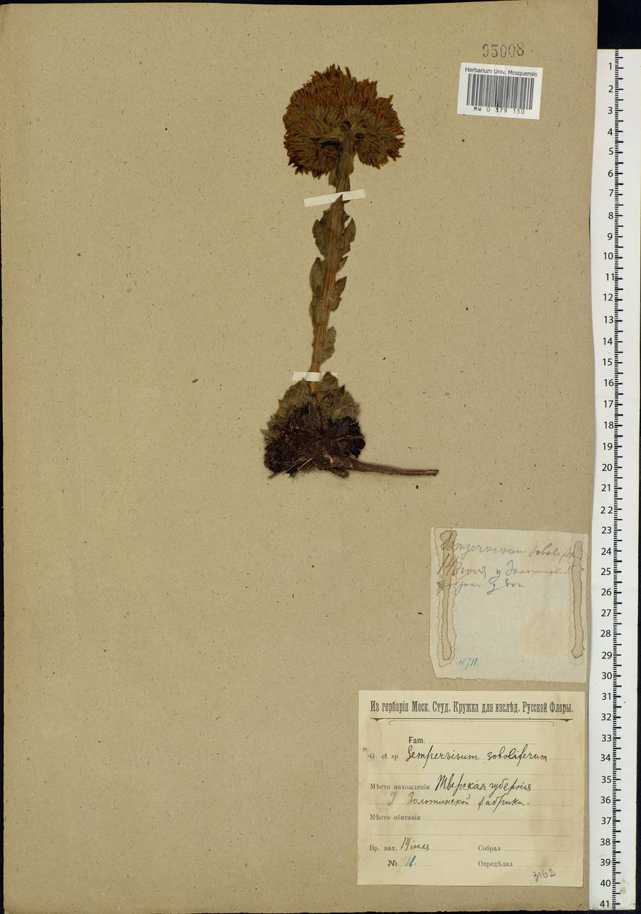 Jovibarba globifera subsp. globifera, Eastern Europe, North-Western region (E2) (Russia)