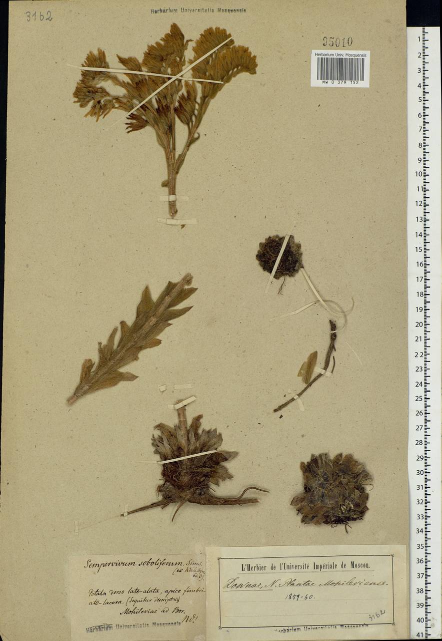 Sempervivum globiferum subsp. globiferum, Eastern Europe, North-Western region (E2) (Russia)