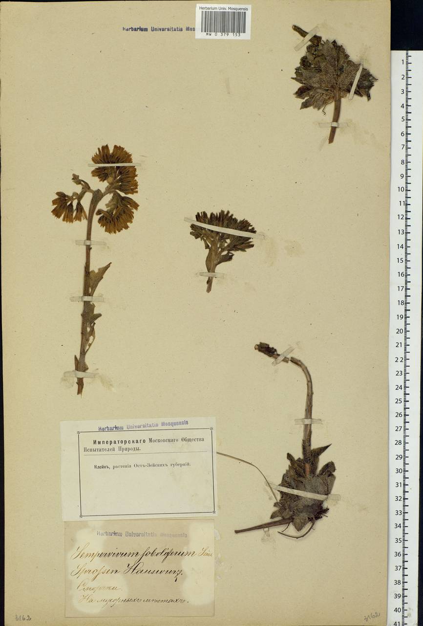 Sempervivum globiferum subsp. globiferum, Eastern Europe, Latvia (E2b) (Latvia)