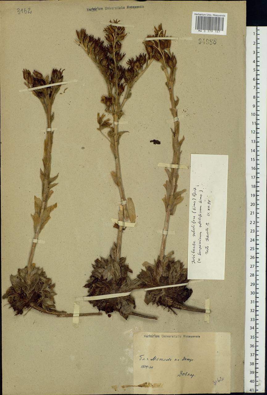Sempervivum globiferum subsp. globiferum, Eastern Europe, Belarus (E3a) (Belarus)