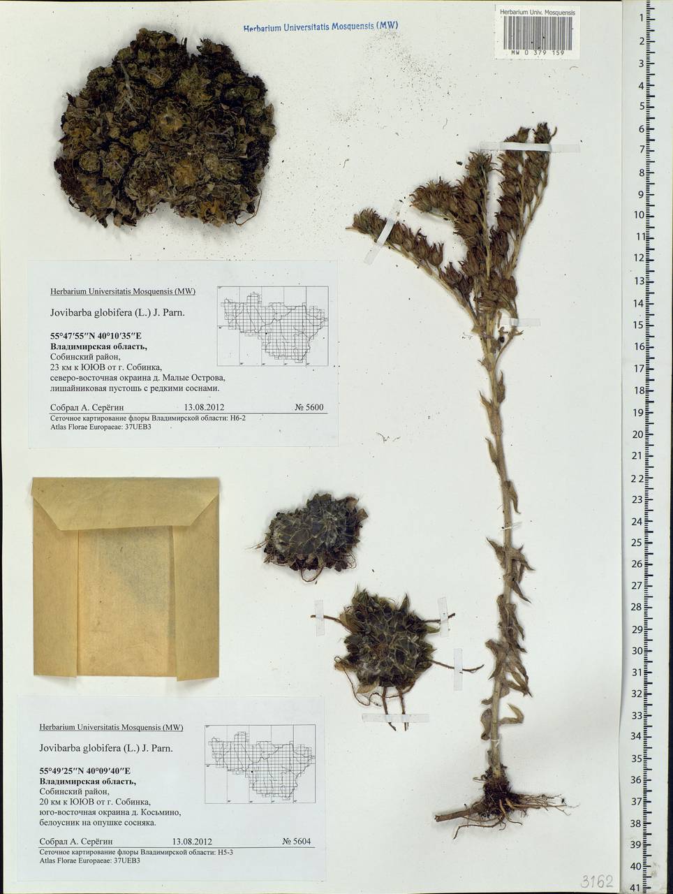 Jovibarba globifera subsp. globifera, Eastern Europe, Central region (E4) (Russia)