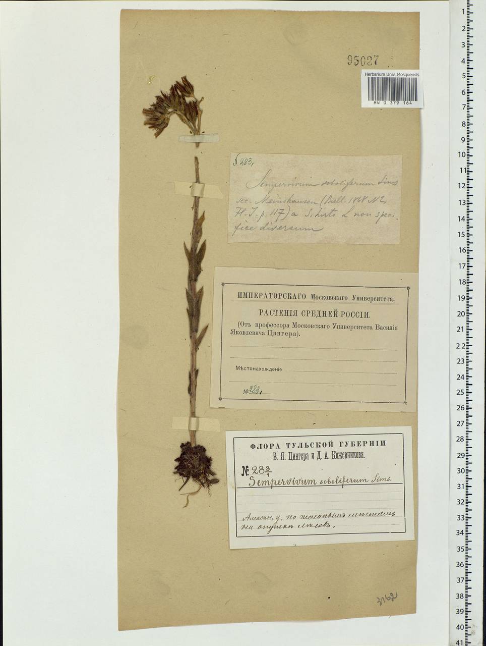 Sempervivum globiferum subsp. globiferum, Eastern Europe, Central region (E4) (Russia)