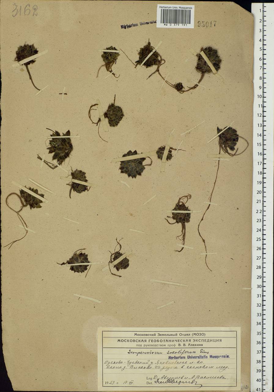 Jovibarba globifera subsp. globifera, Eastern Europe, Moscow region (E4a) (Russia)