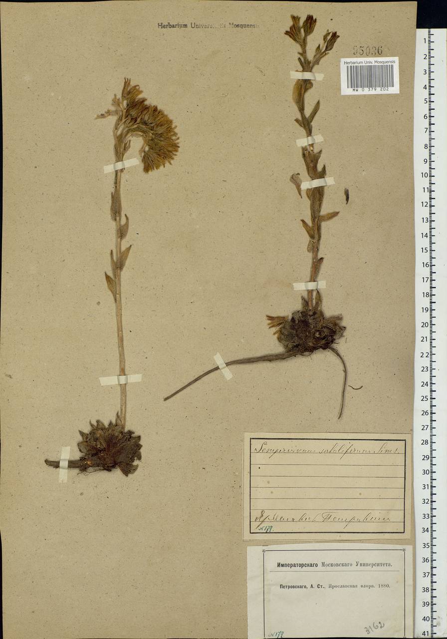 Jovibarba globifera subsp. globifera, Eastern Europe, Central forest region (E5) (Russia)