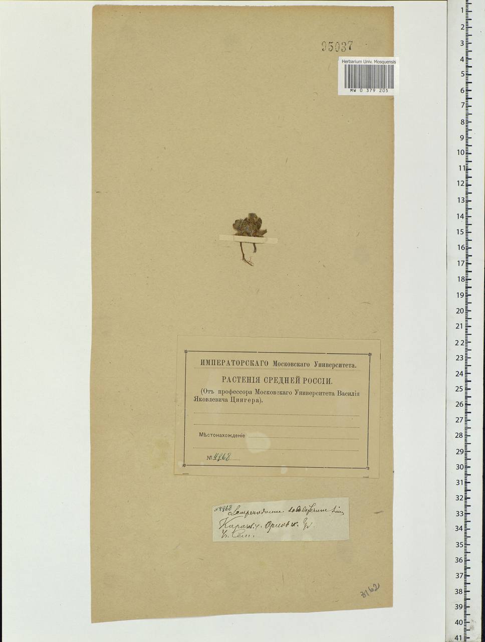 Jovibarba globifera subsp. globifera, Eastern Europe, Western region (E3) (Russia)