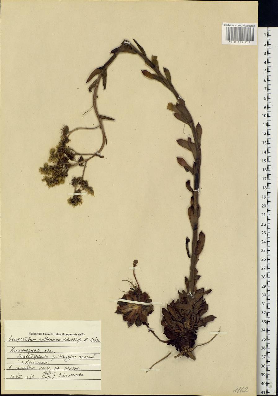 Sempervivum ruthenicum Koch ex Schnittsp. & C.B.Lehm., Eastern Europe, Central region (E4) (Russia)