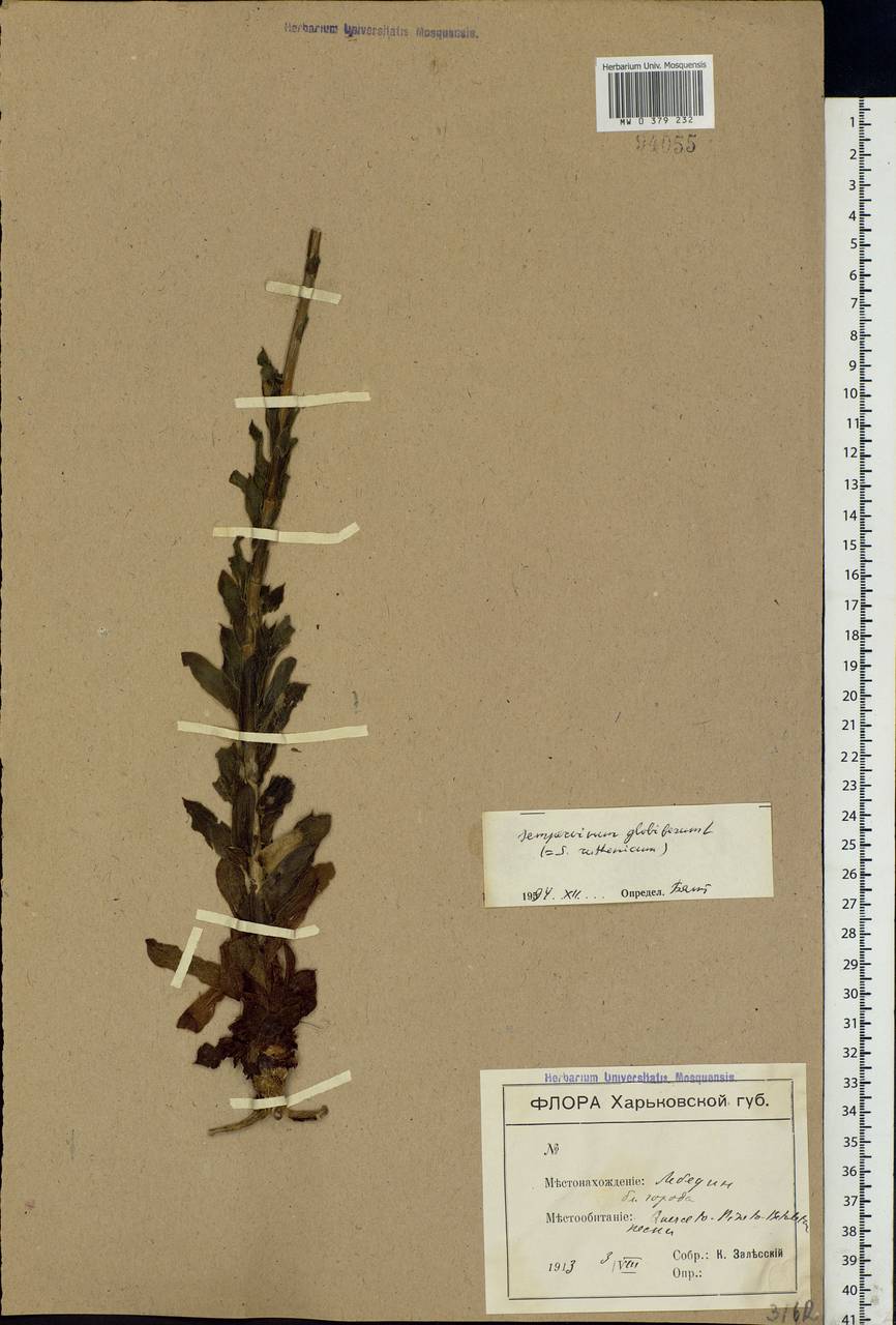 Sempervivum ruthenicum Koch ex Schnittsp. & C. B. Lehm., Eastern Europe, North Ukrainian region (E11) (Ukraine)