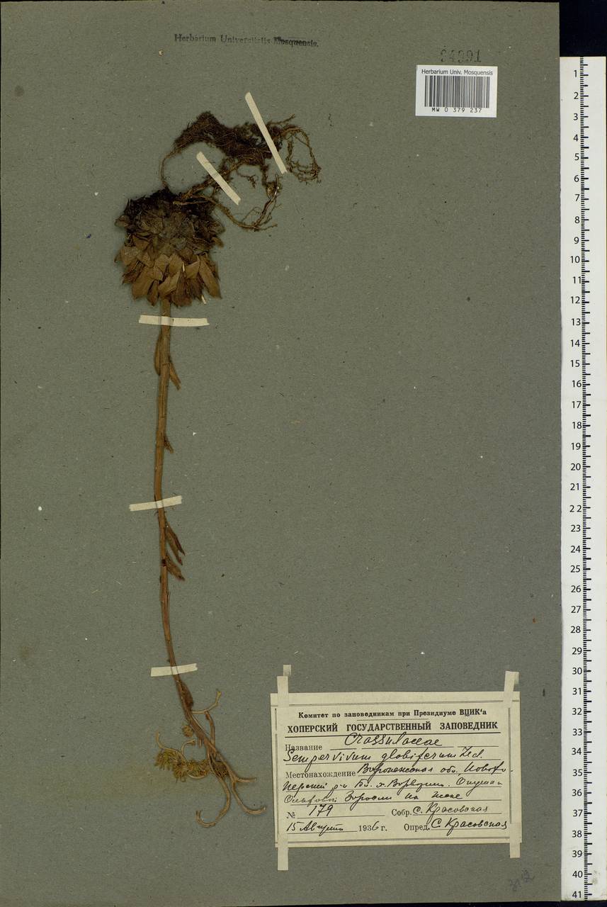 Jovibarba globifera subsp. globifera, Eastern Europe, Central forest-and-steppe region (E6) (Russia)