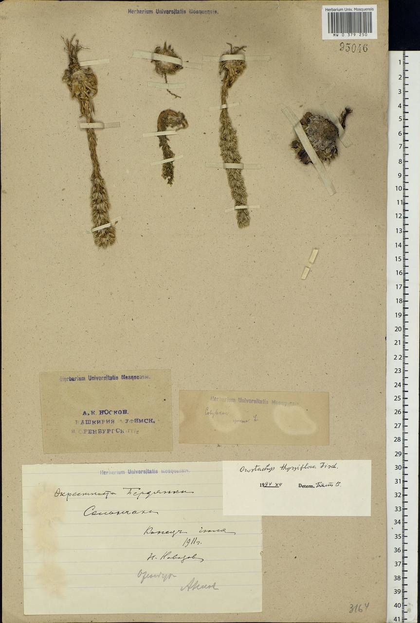 Orostachys thyrsiflora (DC.) Fisch. ex Sweet, Eastern Europe, Eastern region (E10) (Russia)