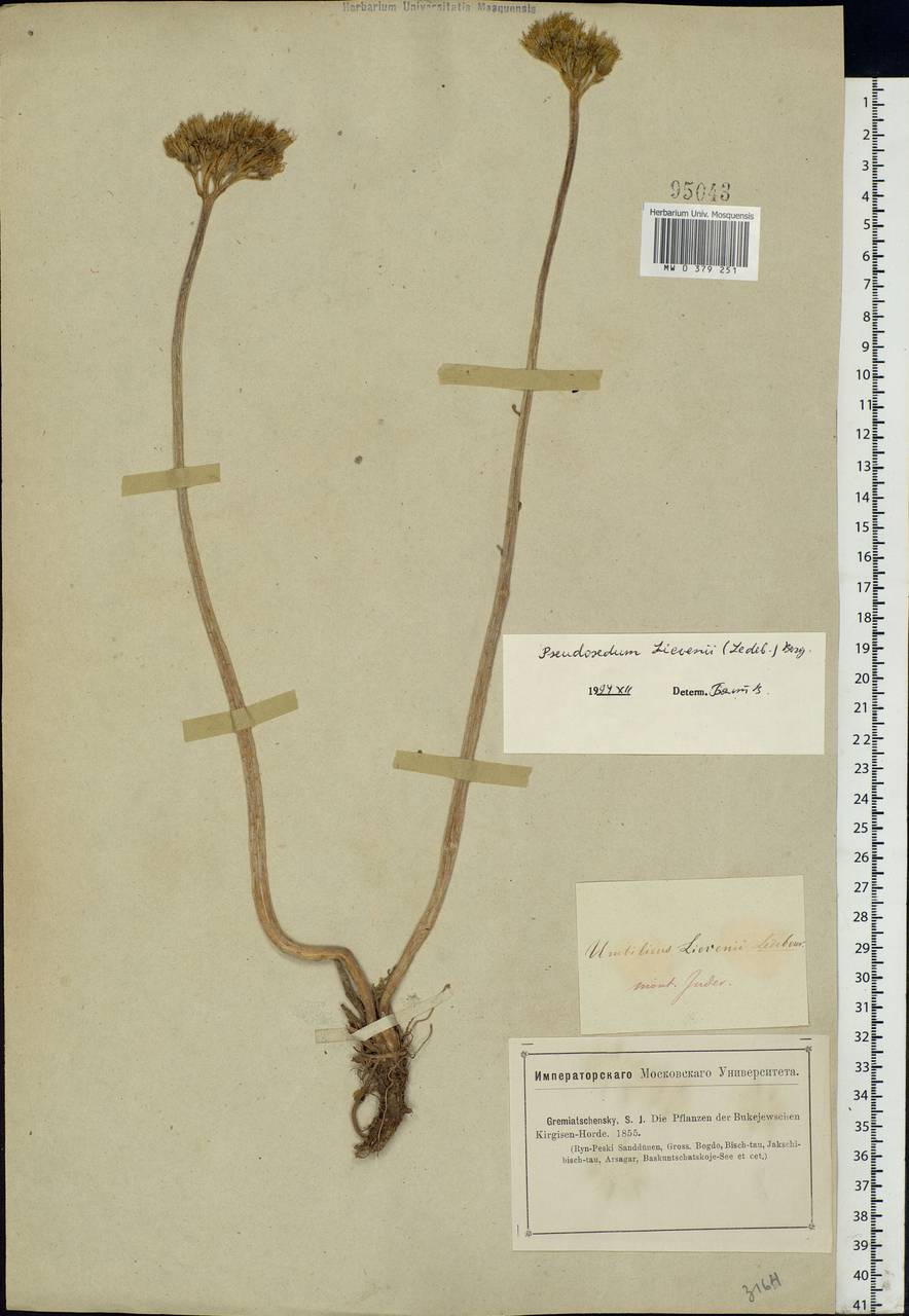 Pseudosedum lievenii (Ledeb.) A. Berger, Middle Asia, Caspian Ustyurt & Northern Aralia (M8) (Kazakhstan)