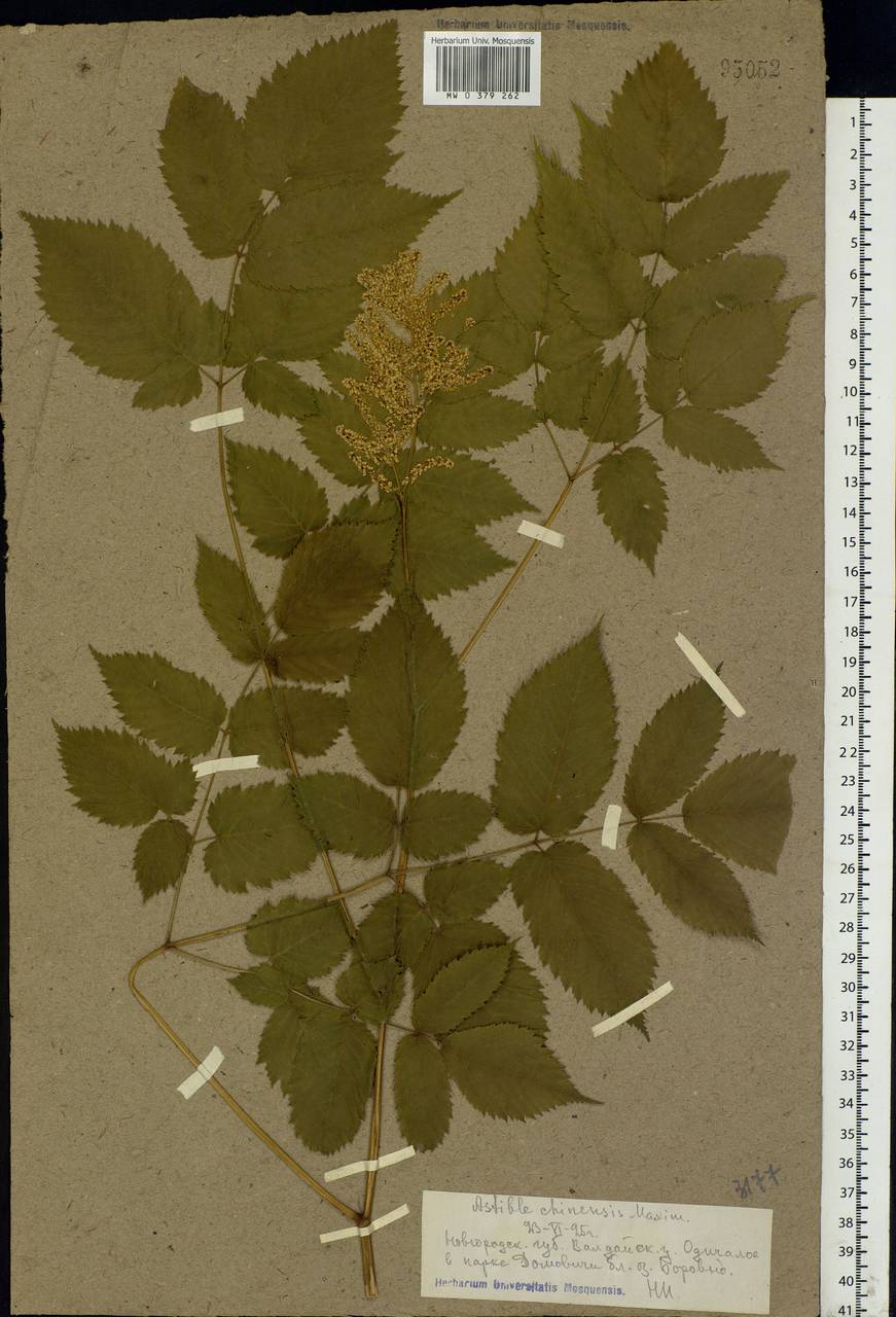 Astilbe rubra Hook. & Thomson, Eastern Europe, North-Western region (E2) (Russia)