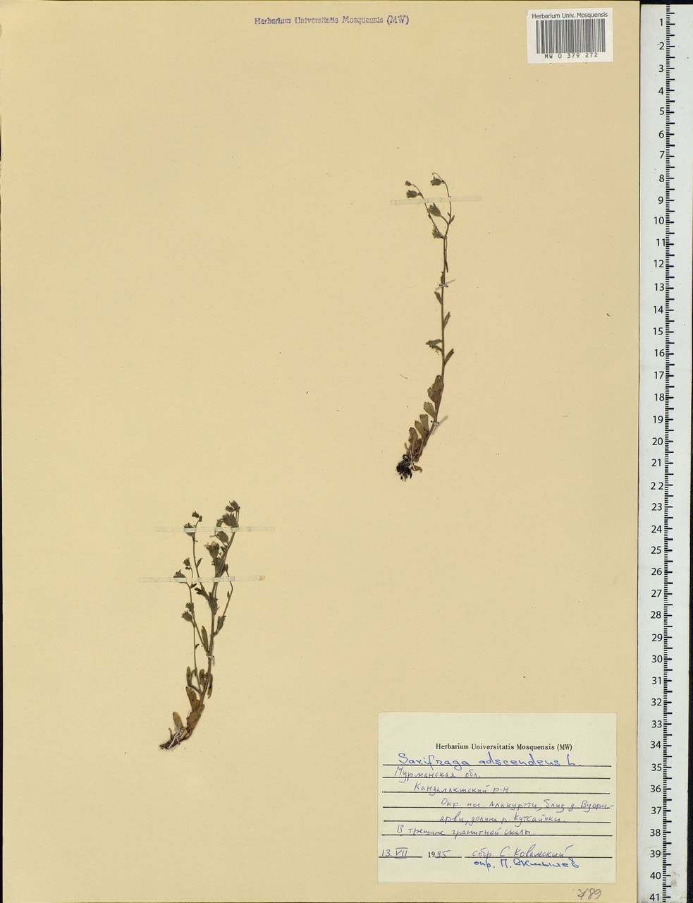 Saxifraga adscendens L., Eastern Europe, Northern region (E1) (Russia)