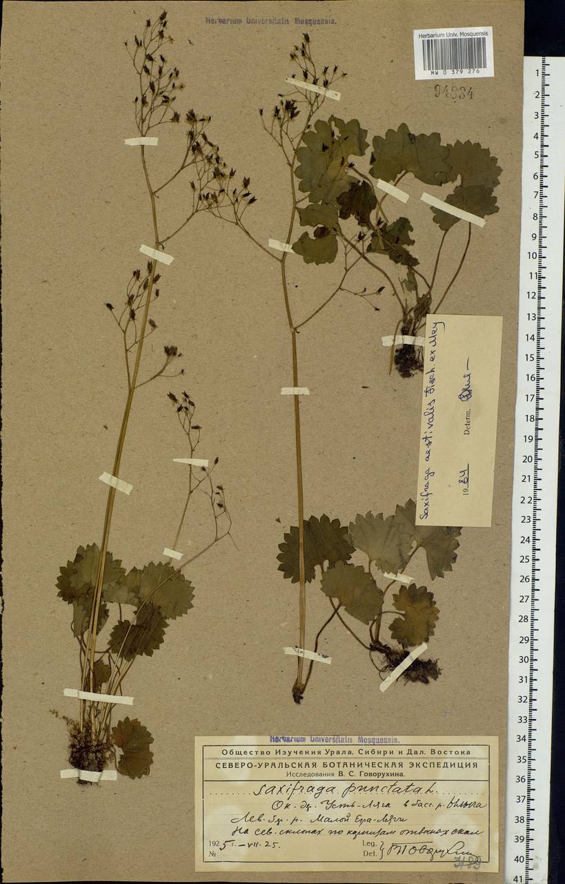 Micranthes nelsoniana subsp. aestivalis (Fisch. & C. A. Mey.) Elven & D. F. Murray, Eastern Europe, Northern region (E1) (Russia)