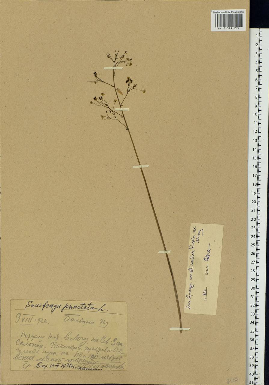 Micranthes nelsoniana subsp. aestivalis (Fisch. & C.A.Mey.) Elven & D.F.Murray, Eastern Europe, Northern region (E1) (Russia)