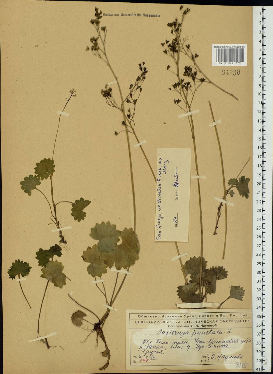 Micranthes nelsoniana subsp. aestivalis (Fisch. & C. A. Mey.) Elven & D. F. Murray, Eastern Europe, Northern region (E1) (Russia)