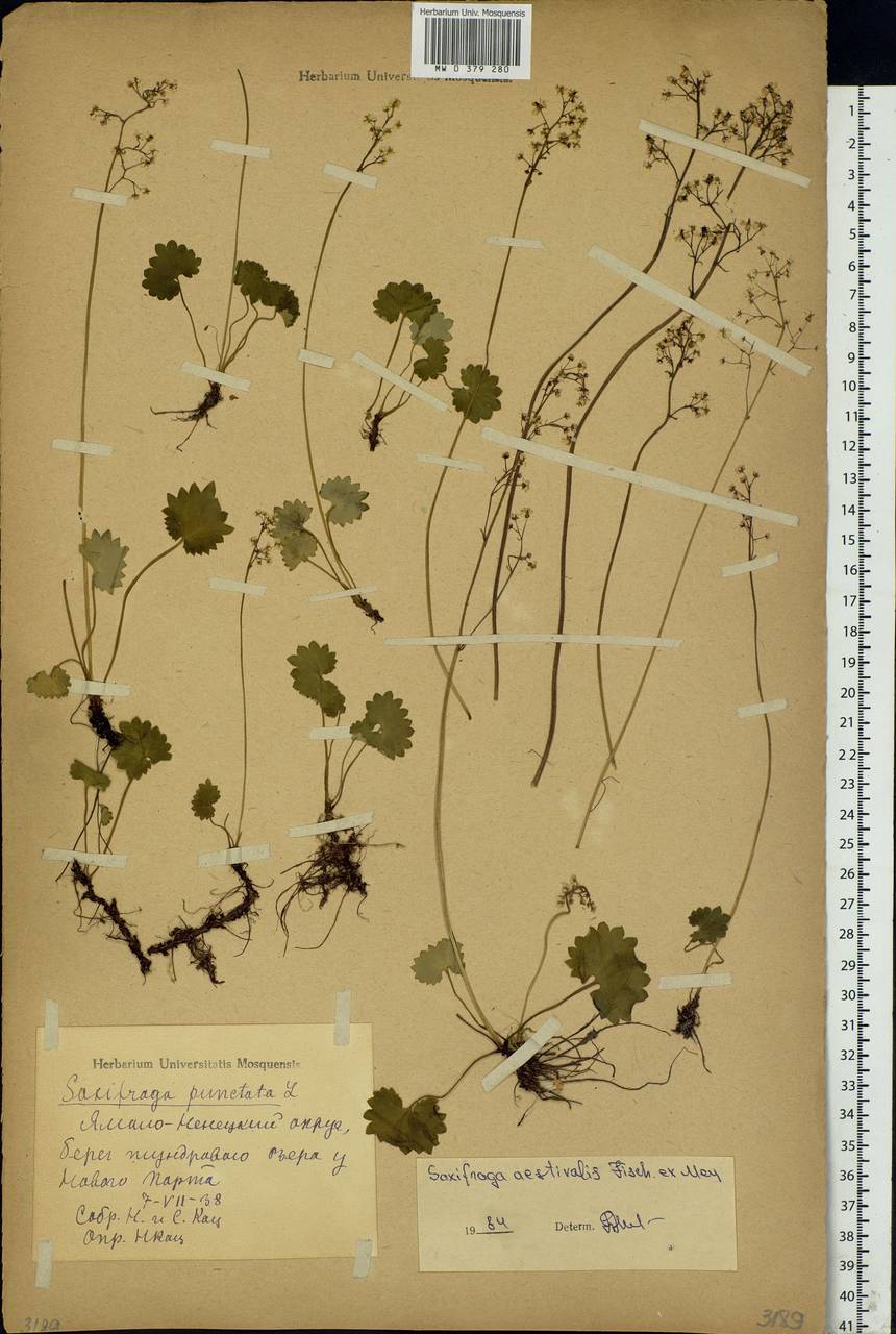 Micranthes nelsoniana subsp. aestivalis (Fisch. & C. A. Mey.) Elven & D. F. Murray, Siberia, Western Siberia (S1) (Russia)