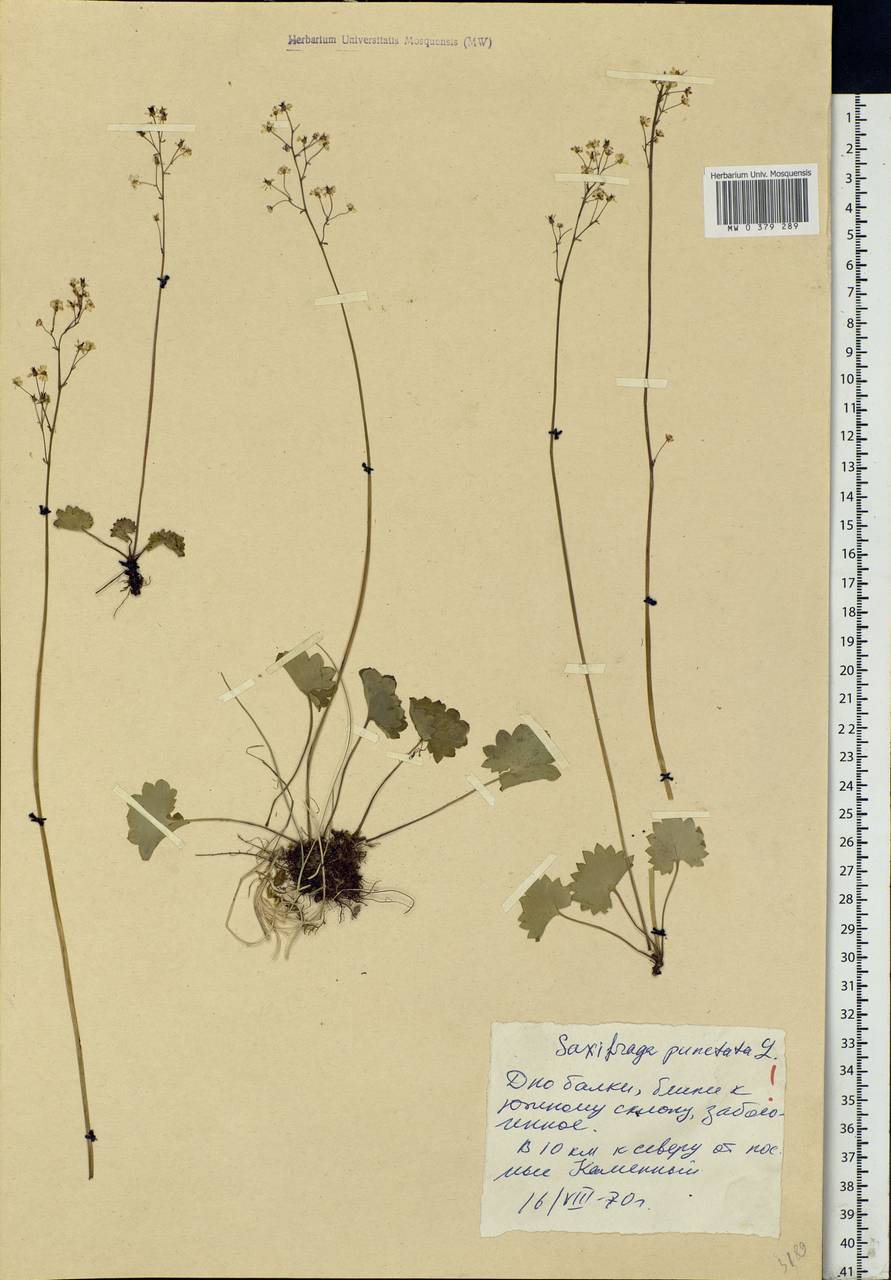 Micranthes nelsoniana subsp. aestivalis (Fisch. & C.A.Mey.) Elven & D.F.Murray, Siberia, Western Siberia (S1) (Russia)