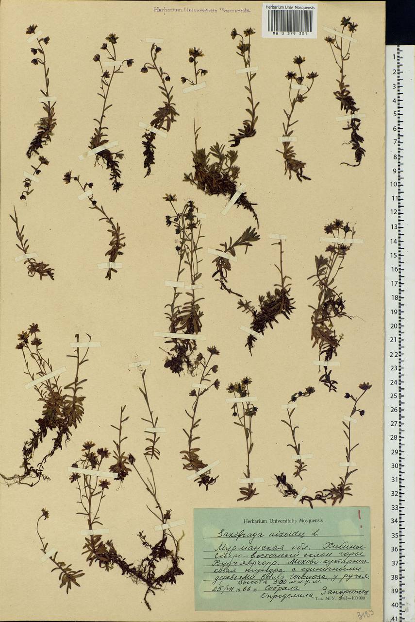 Saxifraga aizoides L., Eastern Europe, Northern region (E1) (Russia)