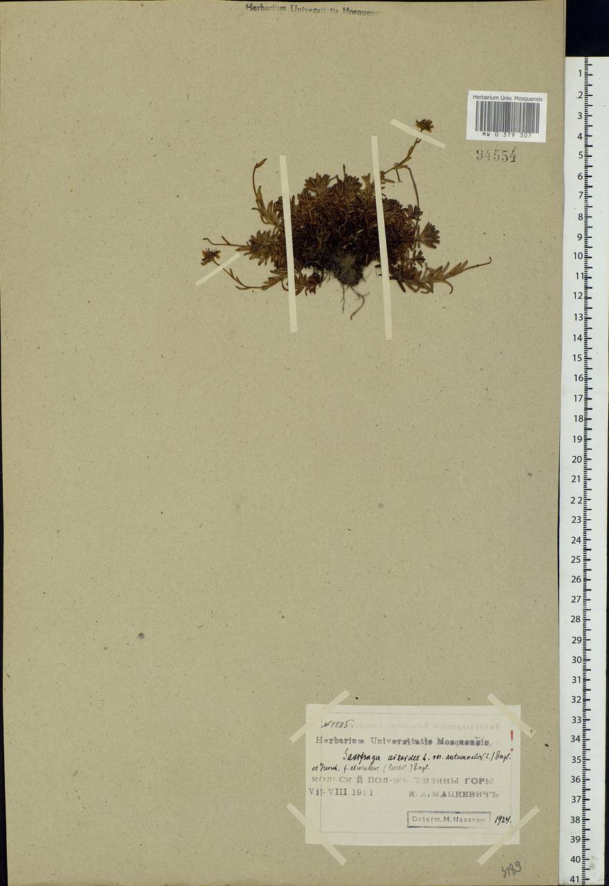 Saxifraga aizoides L., Eastern Europe, Northern region (E1) (Russia)