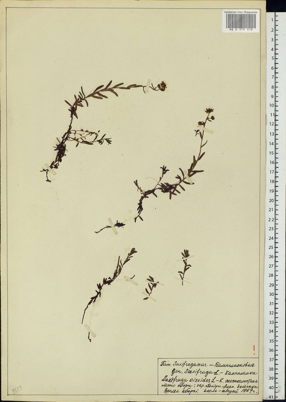 Saxifraga aizoides L., Eastern Europe, Northern region (E1) (Russia)