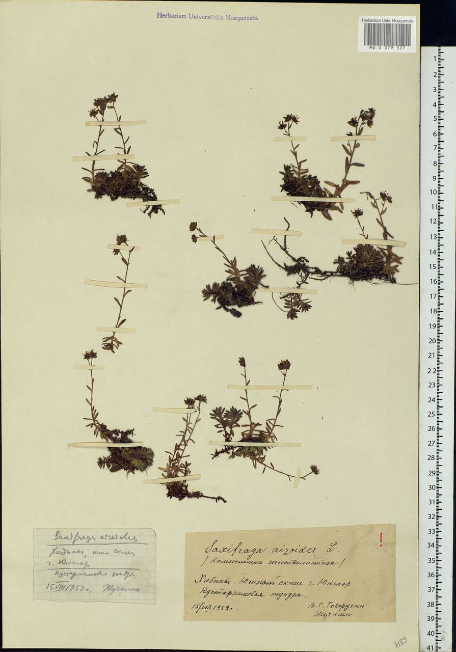 Saxifraga aizoides L., Eastern Europe, Northern region (E1) (Russia)