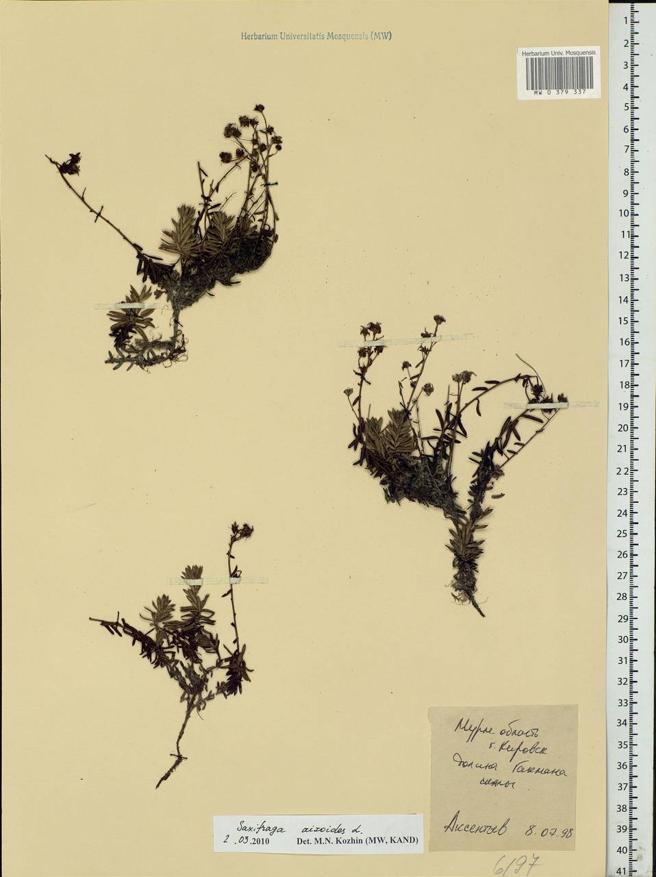 Saxifraga aizoides L., Eastern Europe, Northern region (E1) (Russia)