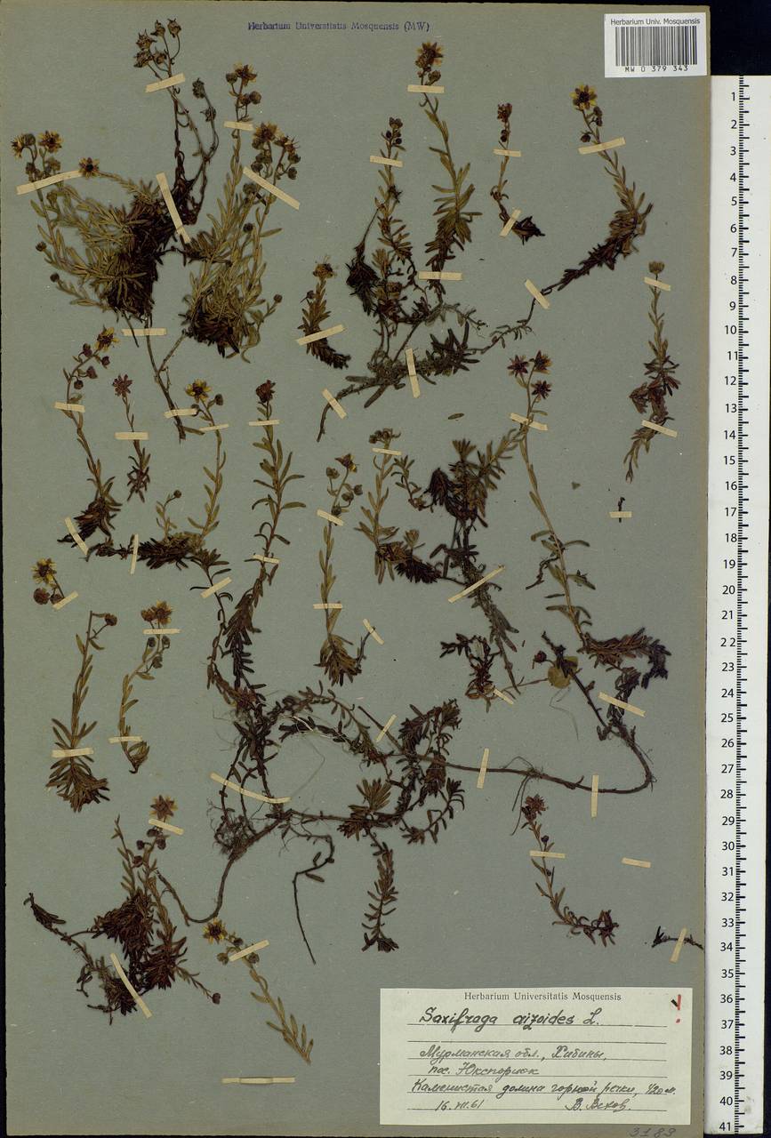 Saxifraga aizoides L., Eastern Europe, Northern region (E1) (Russia)